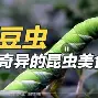 开云官网--	O蚋(蚋是什么意思)